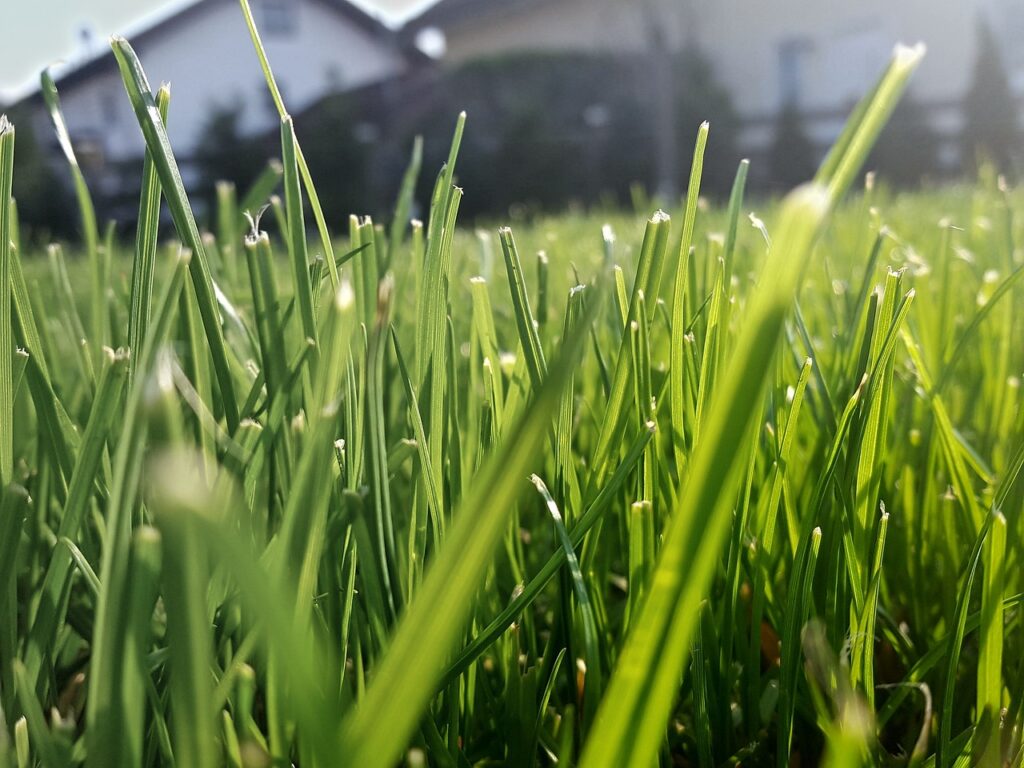 grass, lawn, green-2348854.jpg