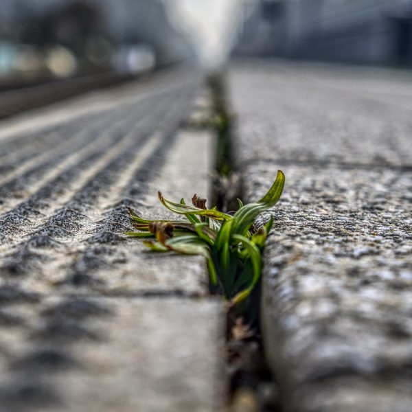 platform, weed, plant-3176049.jpg